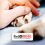 Finanzas / Blog – REDRRHH.cl / Descubre las últimas noticias y actualizaciones 17 La propuesta, que ahora continúa su tramitación en el Senado, representa un avance pionero en Latinoamérica y abre un debate relevante para la gestión de personas, políticas de bienestar laboral y corresponsabilidad emocional dentro de las empresas.